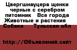 Цвергшнауцера щенки черные с серебром питомник - Все города Животные и растения » Собаки   . Тульская обл.